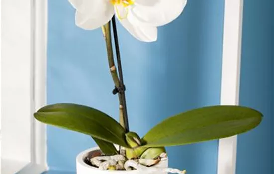 Phalaenopsis 'Singolo'®