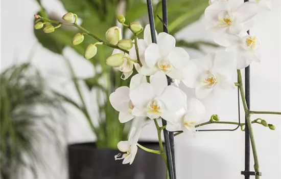 Phalaenopsis 'Tropic Snowball'