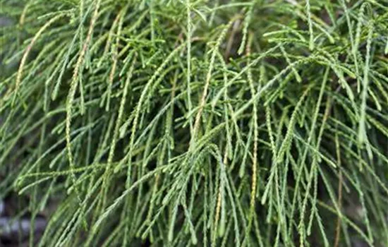 Thuja plicata 'Whipcord'