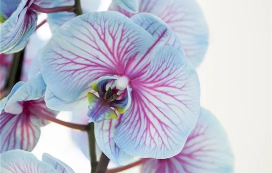 Phalaenopsis, blau