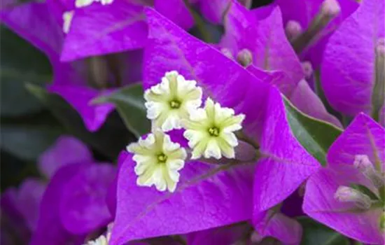 Bougainvillea