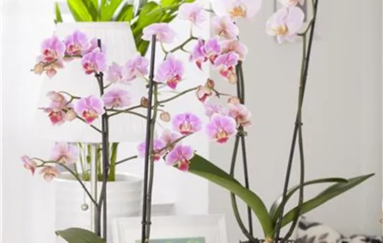 Phalaenopsis, rosa