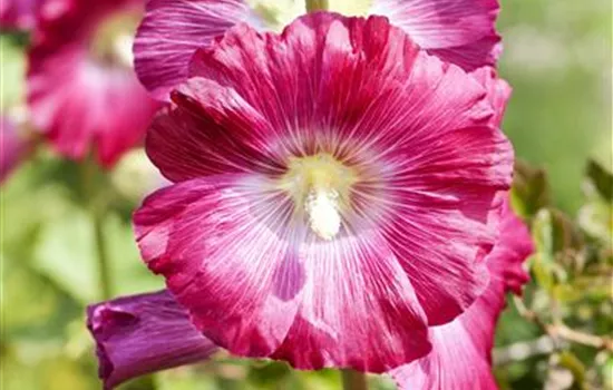 Alcea rosea