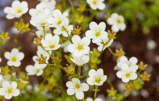 Saxifraga 'Touran'