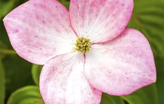 Cornus kousa 'Satomi'®