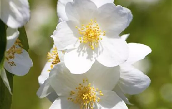 Philadelphus 'Belle Etoile'