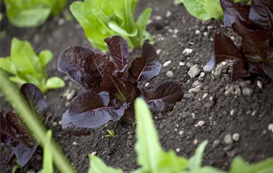 Lactuca sativa