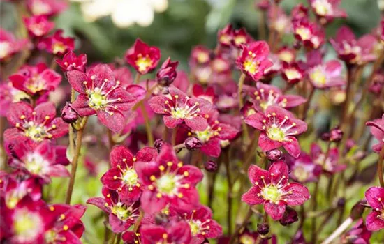 Saxifraga x arendsii, rot