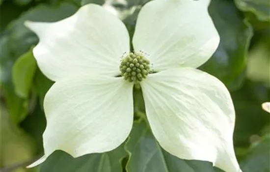 Cornus kousa 'Venus'®