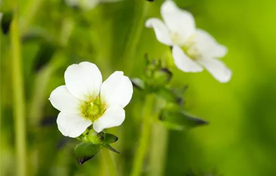 Saxifraga x arendsii, weiß