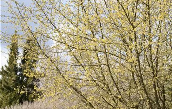 Cornus mas