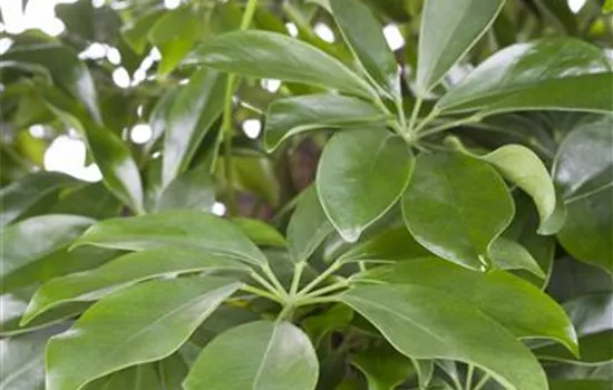 Schefflera arboricola