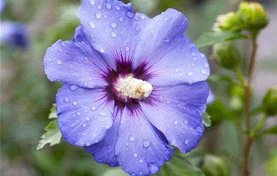 Hibiscus syriacus 'Oiseau Bleu'