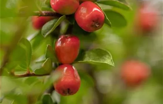 Cotoneaster dammeri