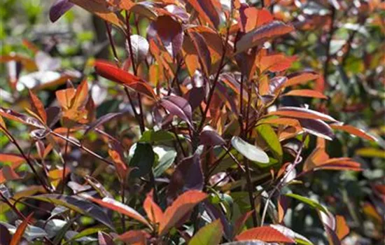 Photinia fraseri