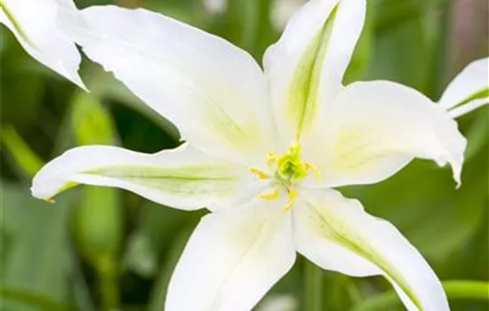 Tulipa botanical