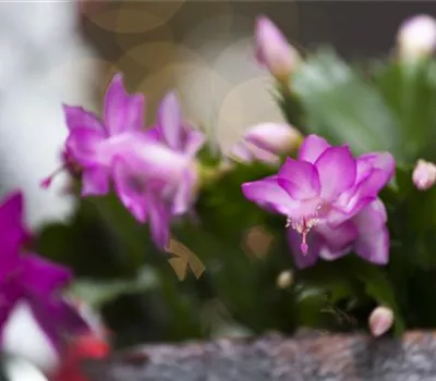 Schlumbergera bridgesii