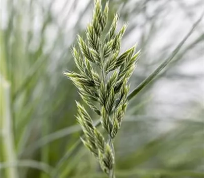 Festuca glauca