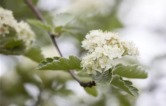 Crataegus laevigata