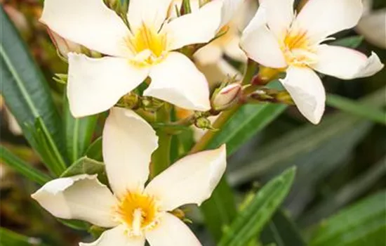 Nerium oleander, gelb