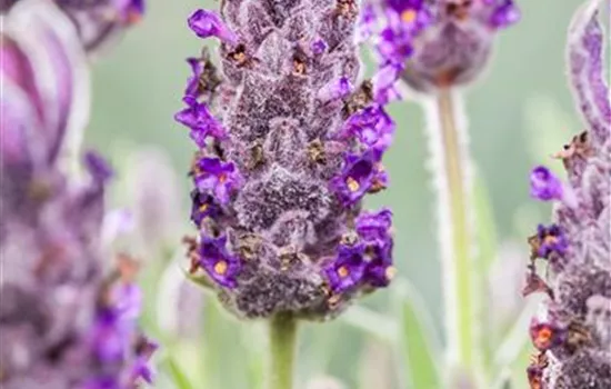 Lavandula stoechas 'Anouk'