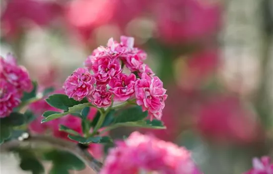 Crataegus laevigata 'Paul´s Scarlet'