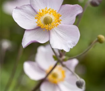 Anemone japonica