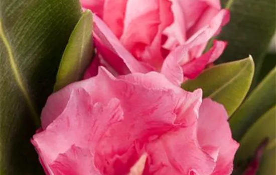 Nerium oleander, rosa