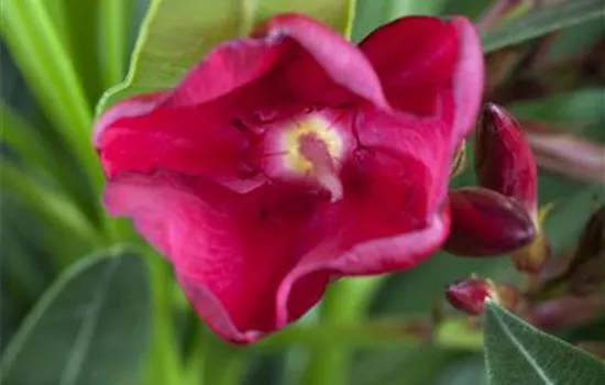 Nerium oleander, rot