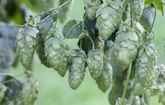 Humulus lupulus