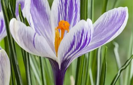 Crocus vernus