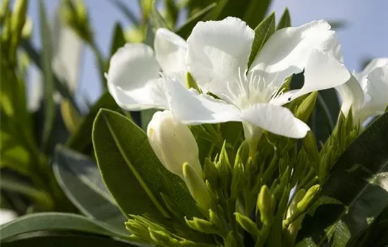 Nerium oleander, weiß