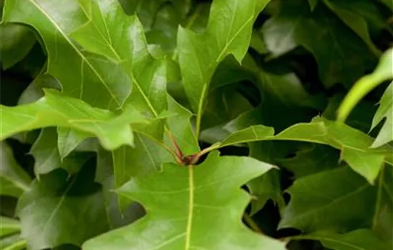 Quercus palustris 'Green Dwarf'