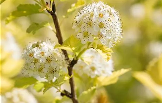 Physocarpus opulifolius 'Dart´s Gold'