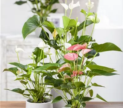 Anthurium x andreanum