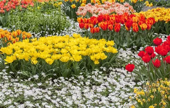 Tolle Frühblüher starten bunt ins Gartenjahr