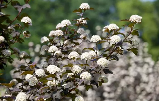 Physocarpus opulifolius 'Diabolo'®