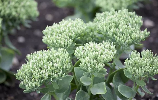 Sedum telephium