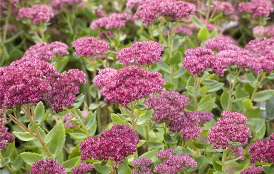 Sedum telephium 'Herbstfreude'