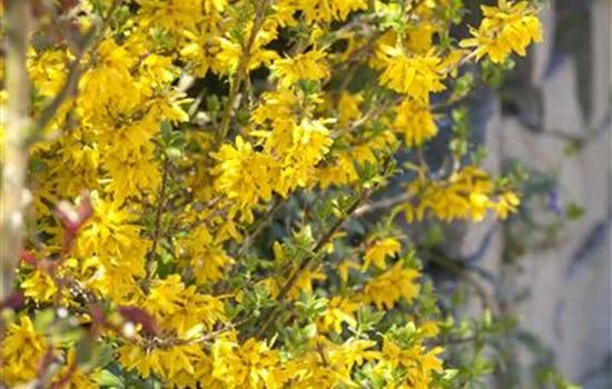 Forsythia x intermedia