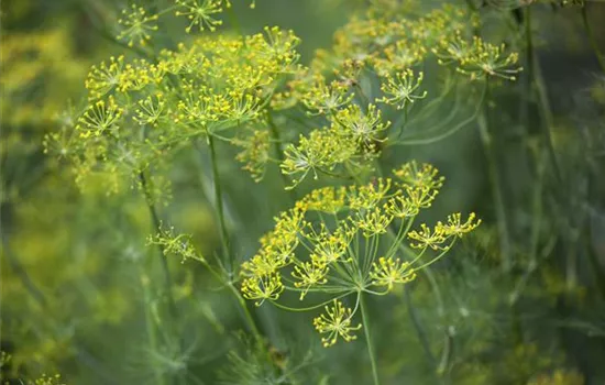 Anethum graveolens