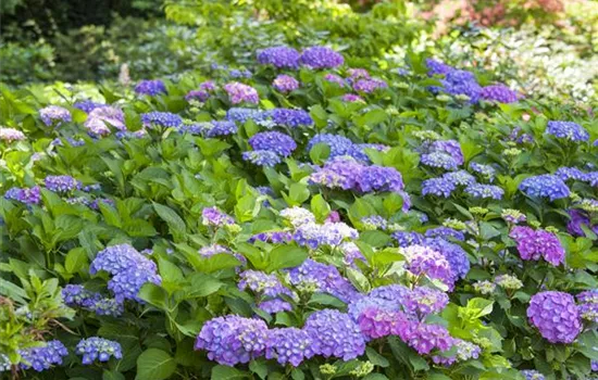 Hydrangea macrophylla