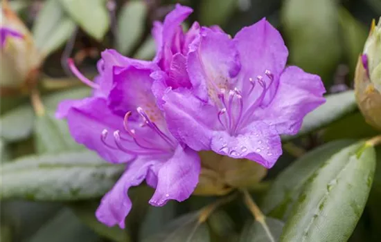 Rhododendron catawbiense