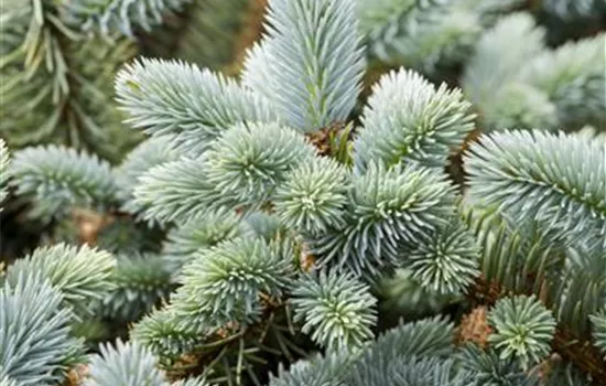 Picea pungens 'Glauca'