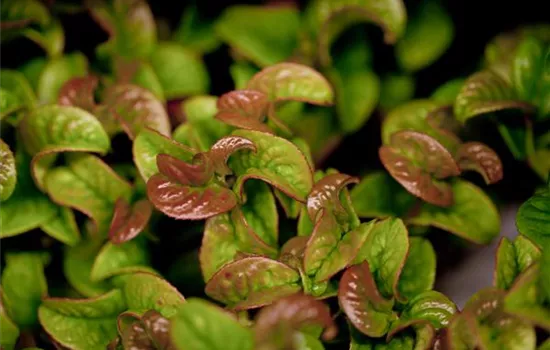 Leucothoe axillaris 'Curly Red'®