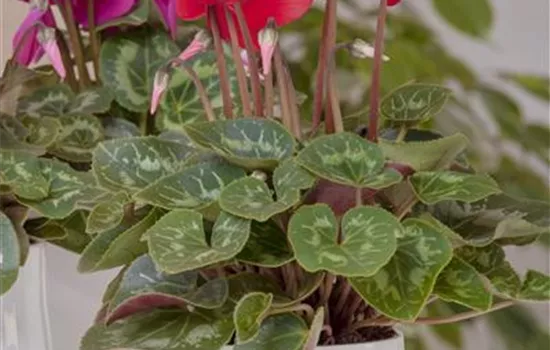 Cyclamen persicum, rot