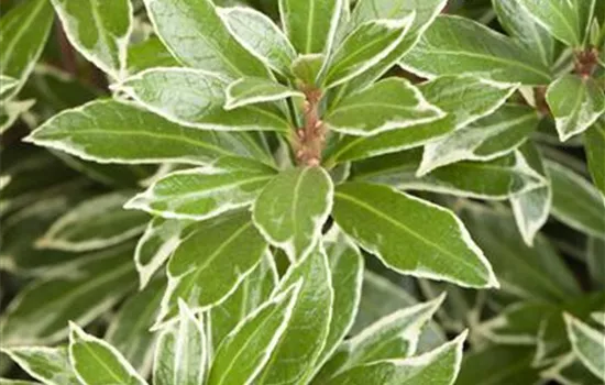 Pieris japonica 'Little Heath'