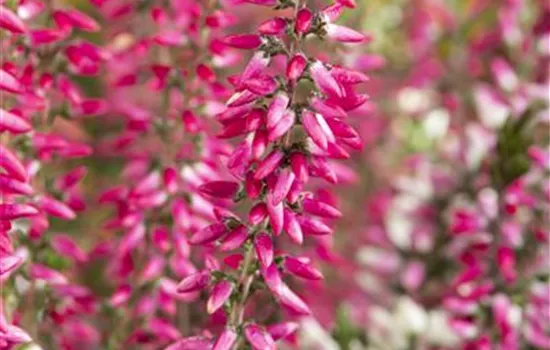 Calluna 'Beauty Ladies'®