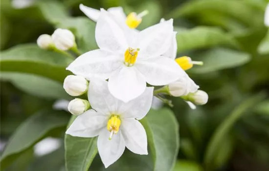 Solanum jasminoides