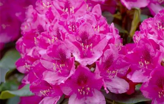 Rhododendron 'Nova Zembla'